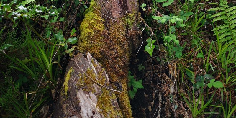 baumwanderung-totholz