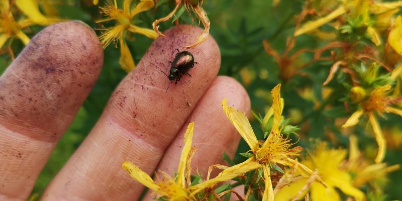 johanniskraut-blattk&auml;fer-kr&auml;uterworkshop